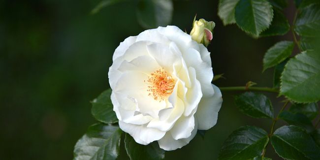 Dix fleurs blanches à admirer dans votre jardin
