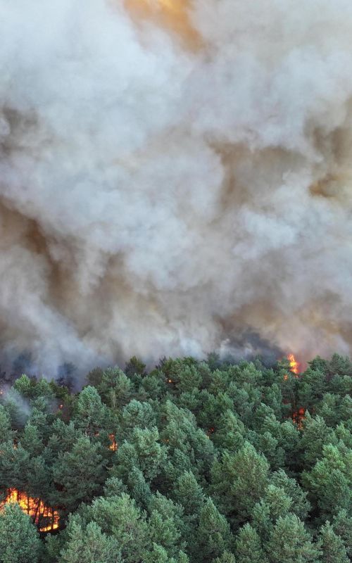 Incendie à Fontainebleau : la forêt en péril et son patrimoine unique menacé