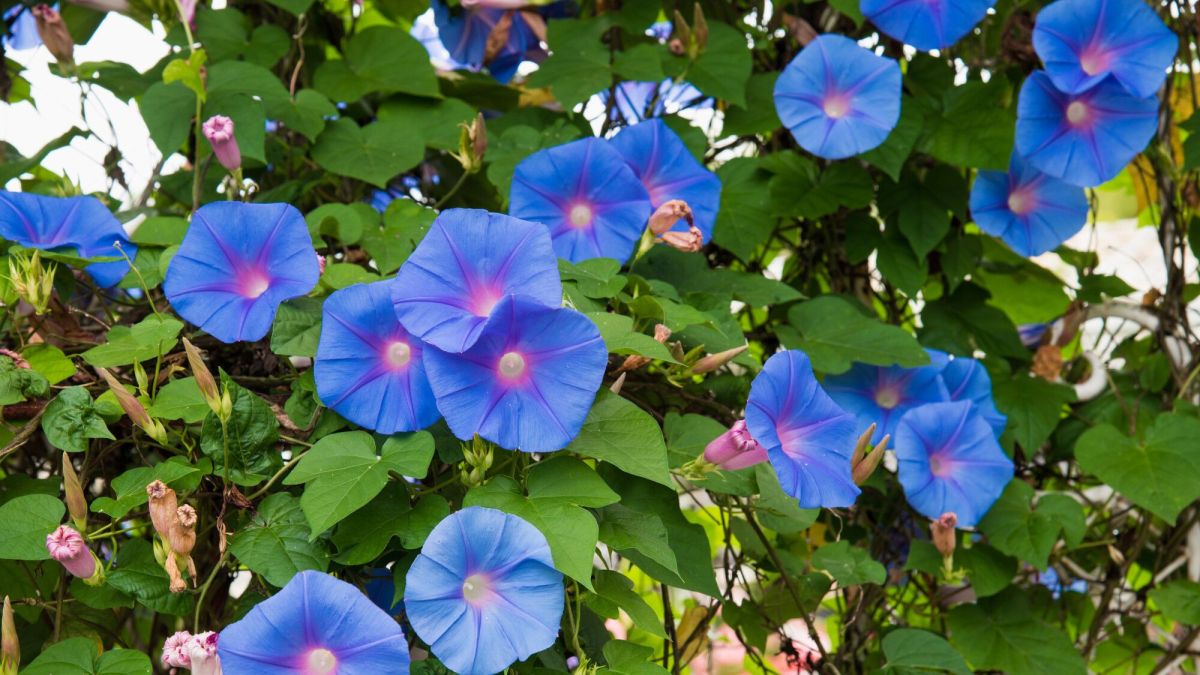 Les meilleures plantes grimpantes pour une terrasse ensoleillée